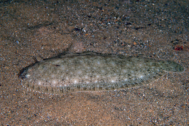 Sogliola di Porto Badisco